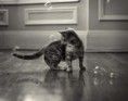 /album/galerie-photos/chaton-bulles-jpg/